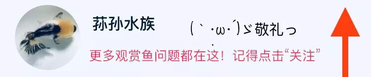 斗鱼的深度解析,斗鱼讨论