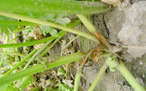 芹菜治腐根的方法,芹菜死根烂苗根腐病用什么药