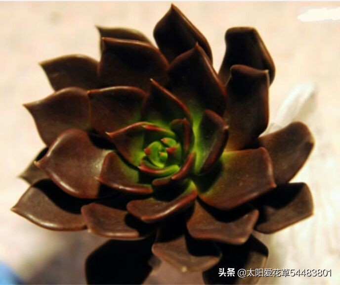 黑王子怎么养护多肉,夏季怎么养多肉黑法师避免成光杆