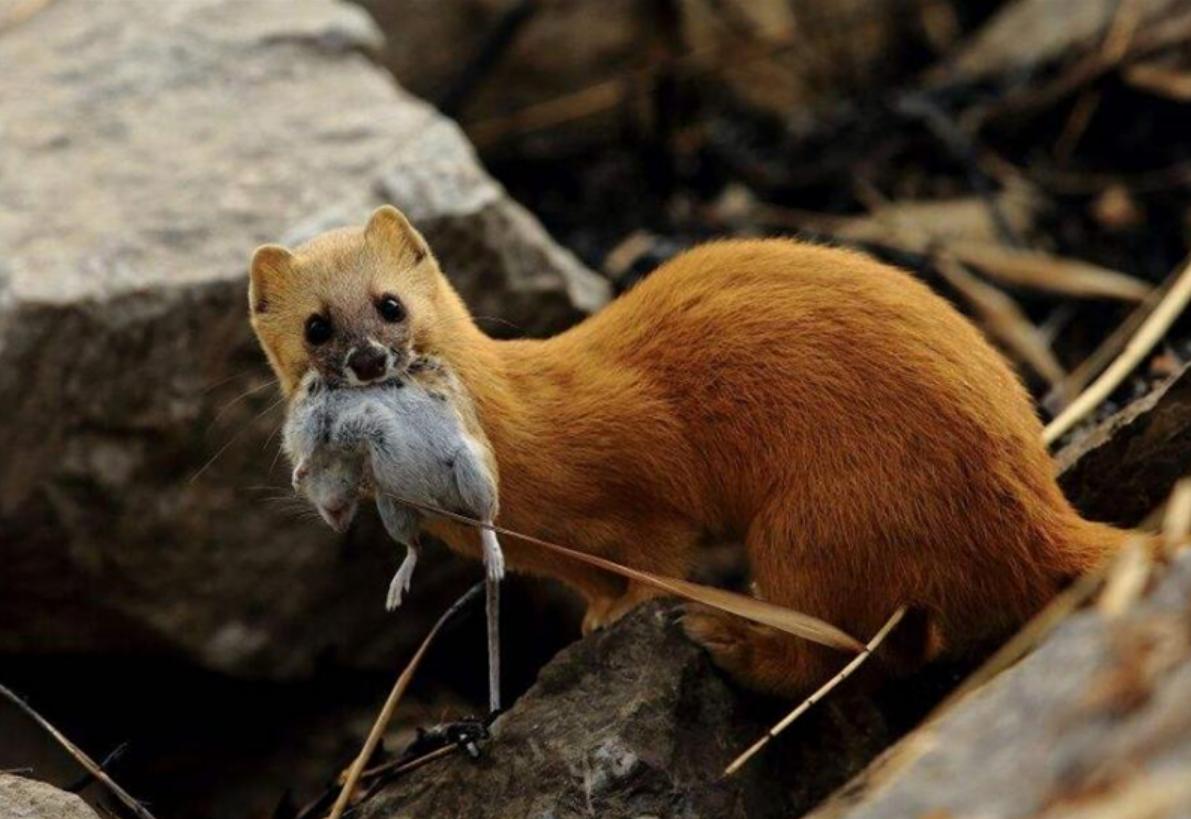 李时珍为什么不吃黄鼠狼呢,为什么黄鼠狼不可以吃鸡蛋