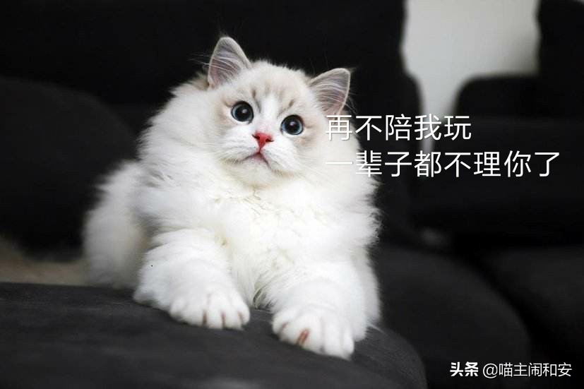 猫咪自发性膀胱炎怎么避免,为什么公猫容易自发性膀胱炎
