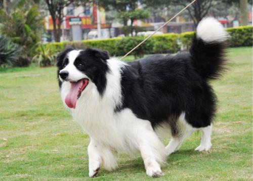 为什么边牧当不了导盲犬,为什么说边牧的智商排第一