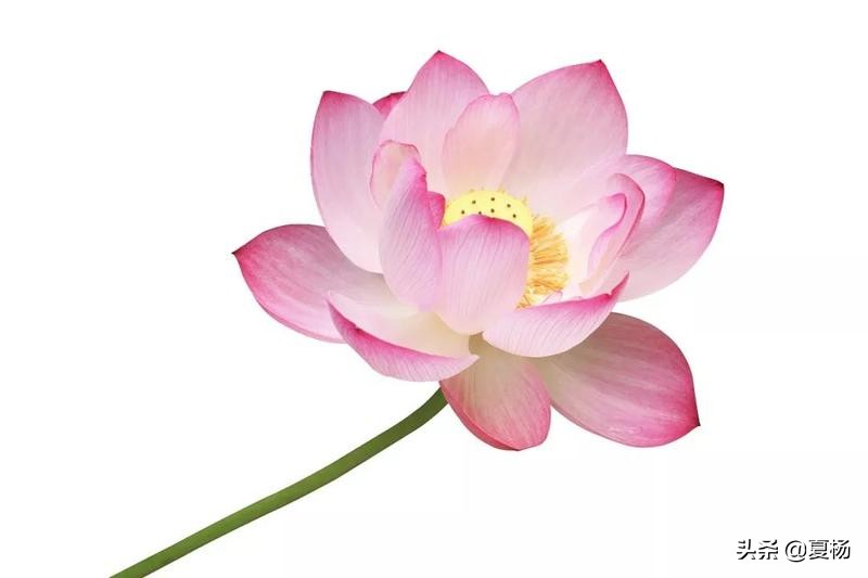 莲子埋入土里多久还可以发芽,莲子埋在泥里会发芽吗