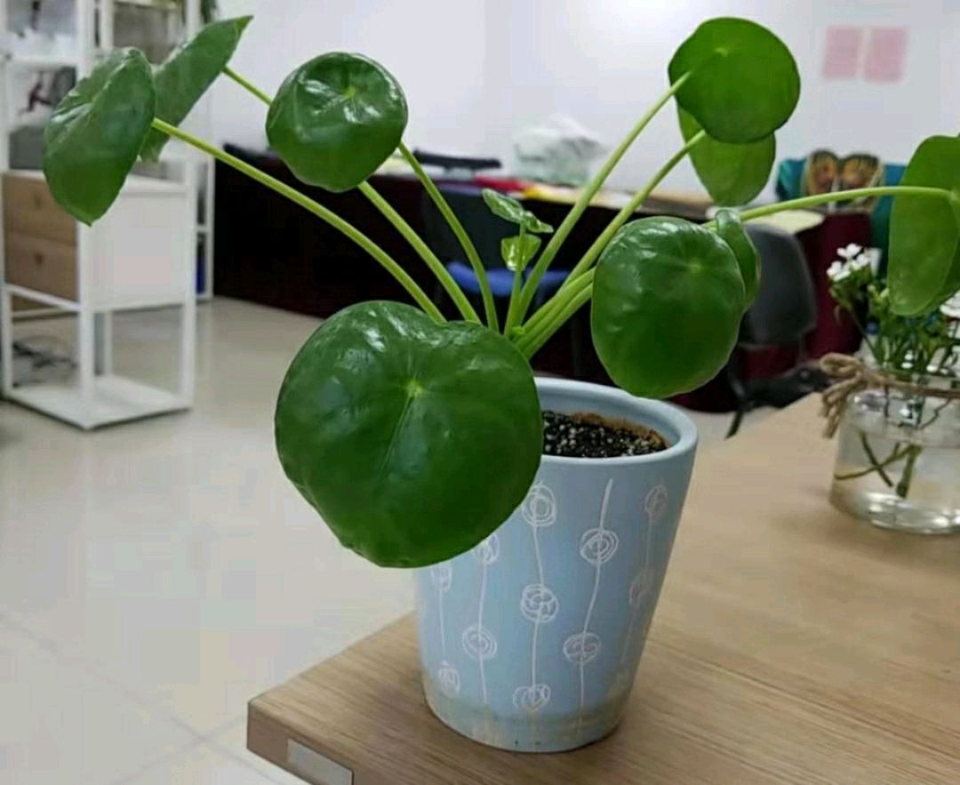 怎么养金钱草使它叶子变大,金钱草如何养护才能爆盆