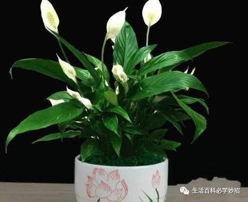 室内绿植加湿净化空气的方法,加湿器跟绿植哪个去甲醛效果好