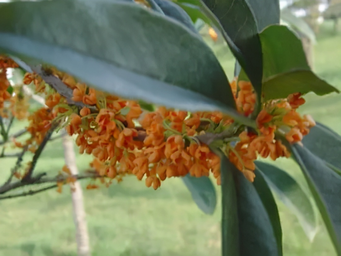 桂花发了好多新芽,桂花品种对比一览表