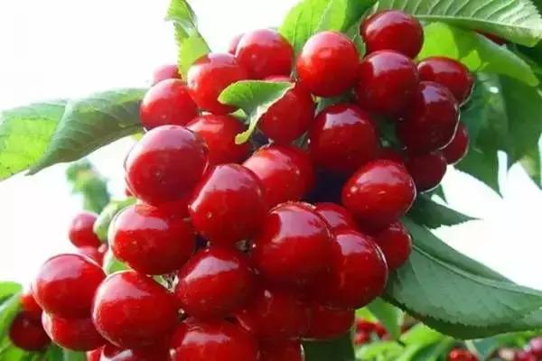 你心目中的乳山是什么样子的？