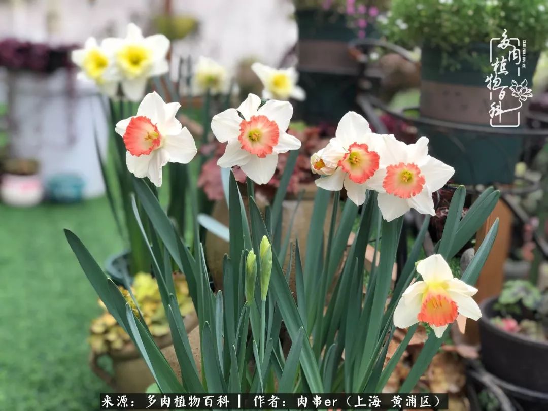 怎么用原相机拍多肉更好看,多肉怎么拍摄好看