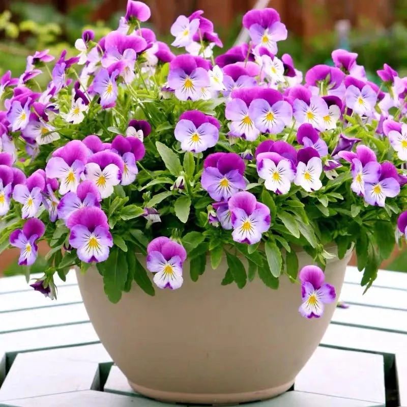 5种花超好养漂亮上档次,这5种花适合春天养