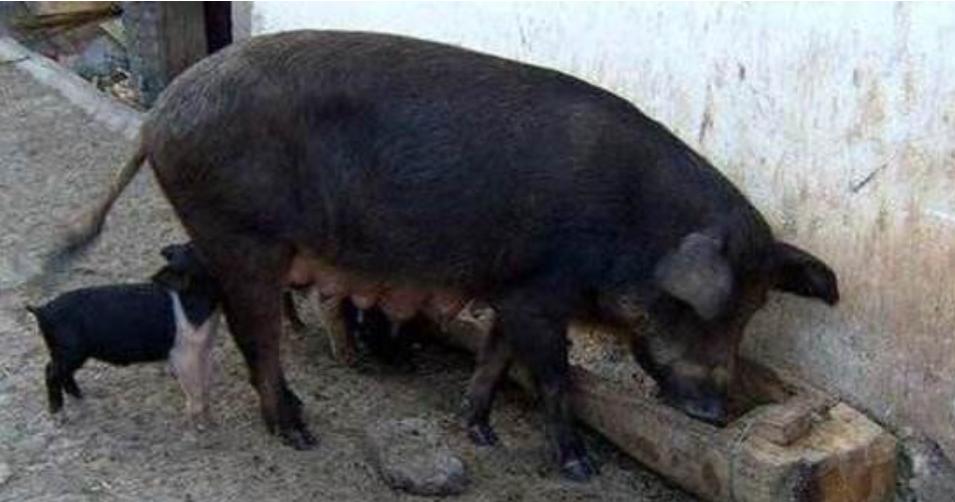 母猪死胎38.2怎么办,母猪产特别小死胎是什么原因