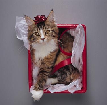 养猫会把家里的家具抓烂吗,养猫被挠了