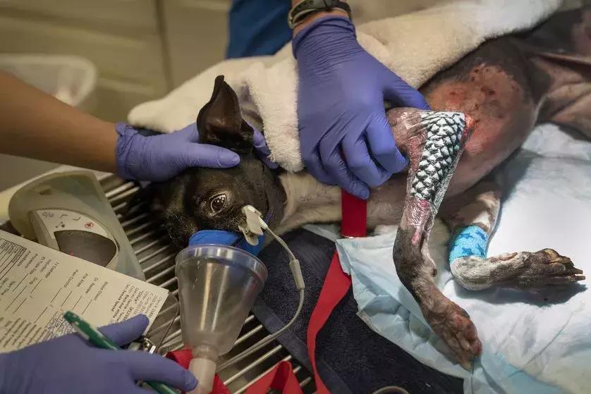 神奇的粉末可以让宠物鱼复活,神奇的鱼鳞片