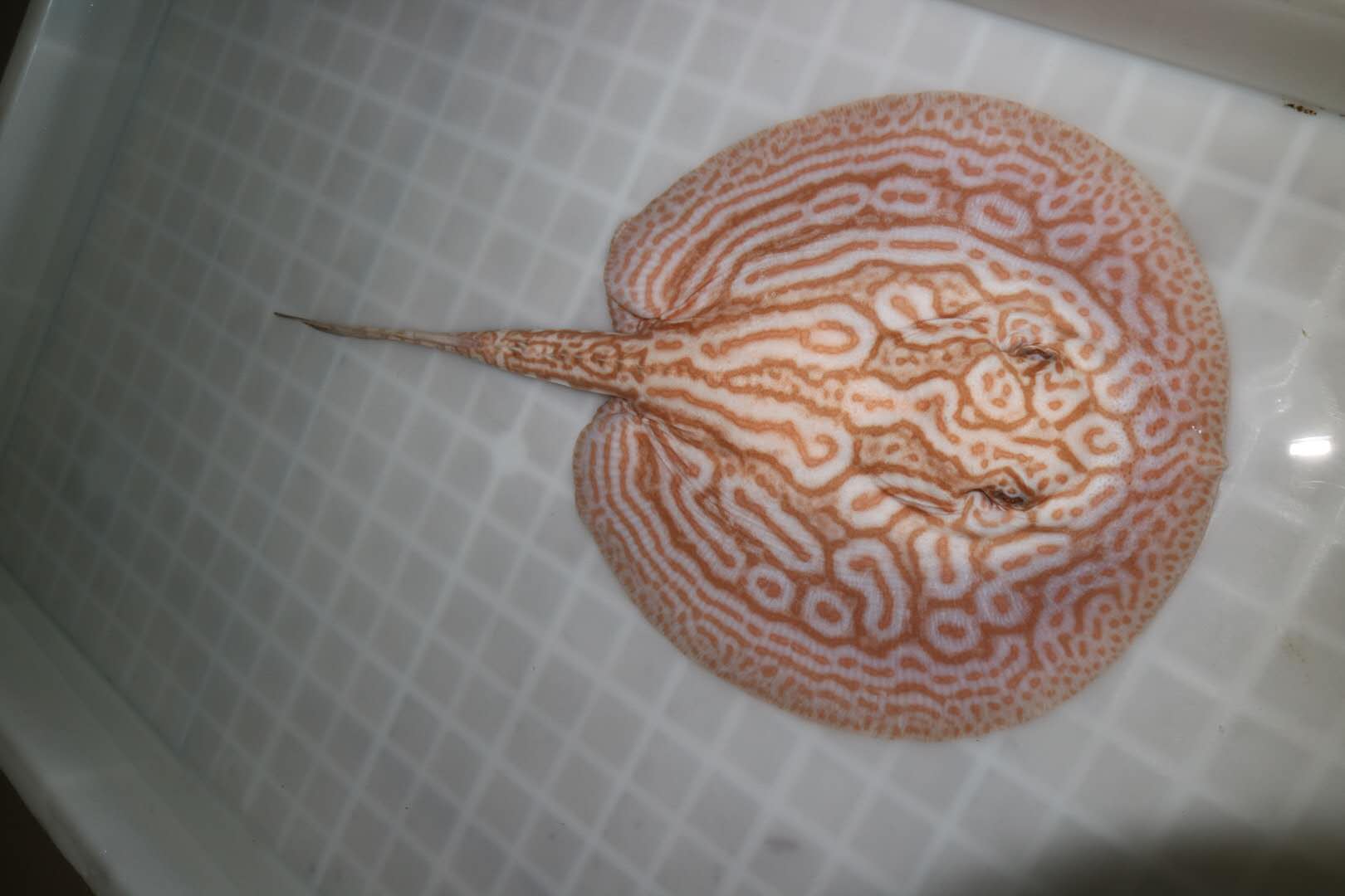 楠羽养鱼经全集,楠羽魟鱼