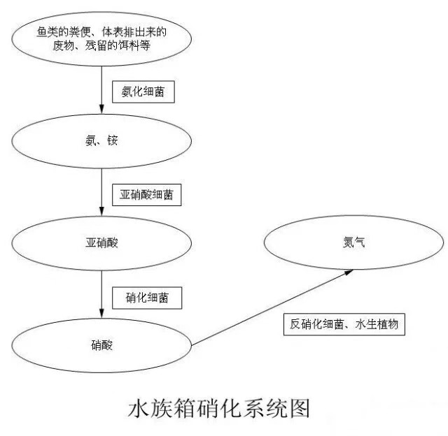 新鱼缸养水硝化菌放多了怎么办,养鱼前如何养硝化菌