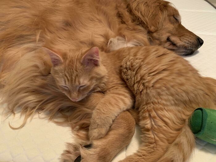 当不同物种的小动物们忽然“撞衫”…同款配色双倍的可爱