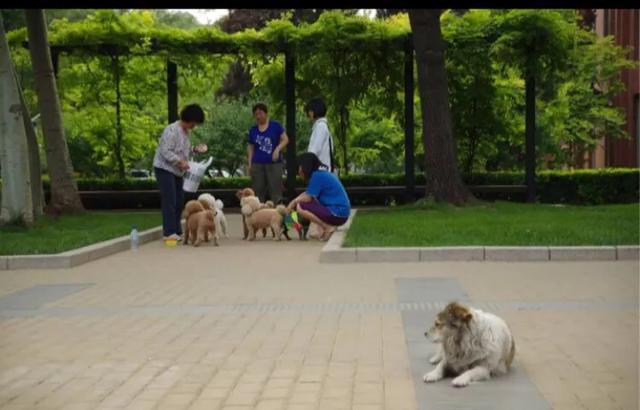 流浪狗1分钟片段,流浪狗认真看完很感动