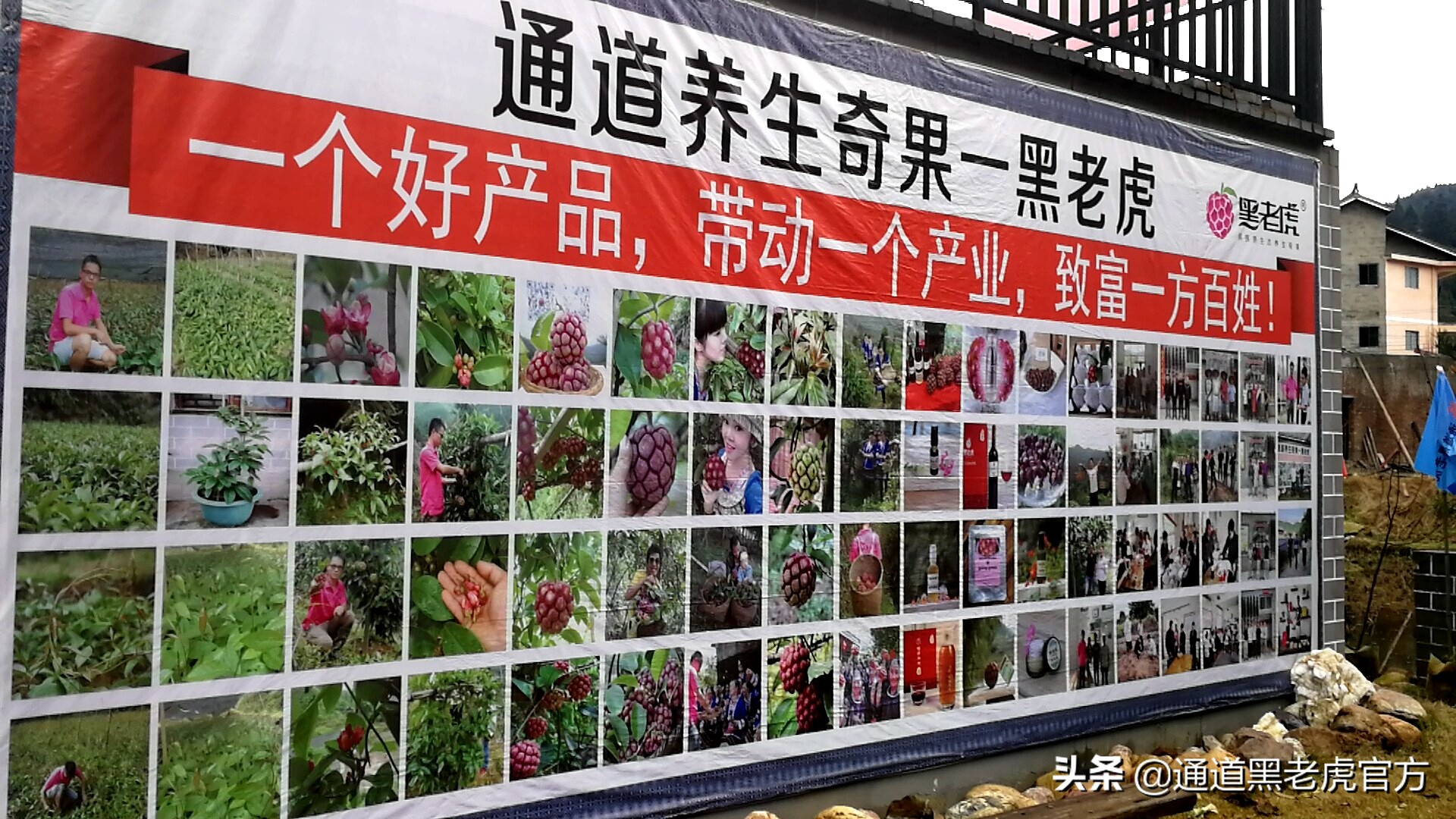 被省委书记惦记的通道小伙,正带村民种山果致富(转载)