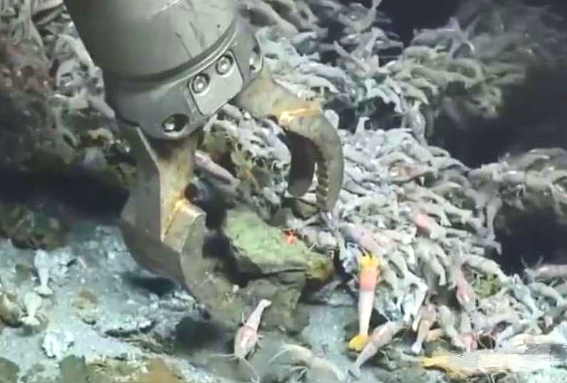 450度高温下虾怎么吃,海底450度的虾怎么煮熟