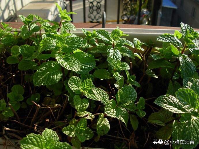 薄荷不用盖土,薄荷能插枝养吗