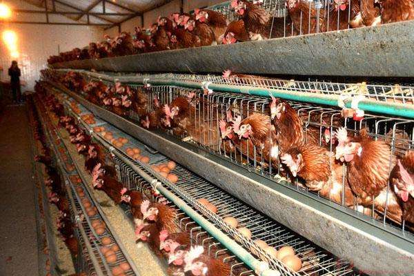 下架的产蛋鸡可以吃吗,淘汰鸡里面的鸡蛋能吃吗