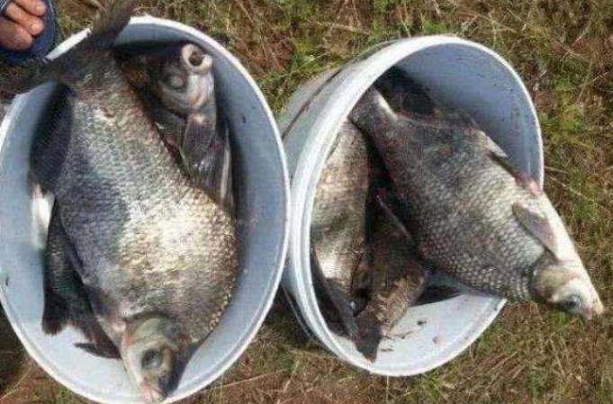 钓鳊鱼的最好方法和技巧,钓鳊鱼的最佳时间和方法