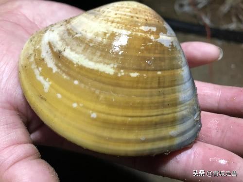 青岛海边哪些贝类好吃,青岛特色小蛤蜊