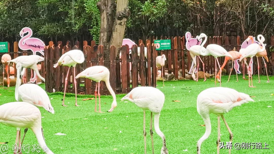 上海野生动物园可以自驾进去吗,从上海野生动物园怎样去上海南站