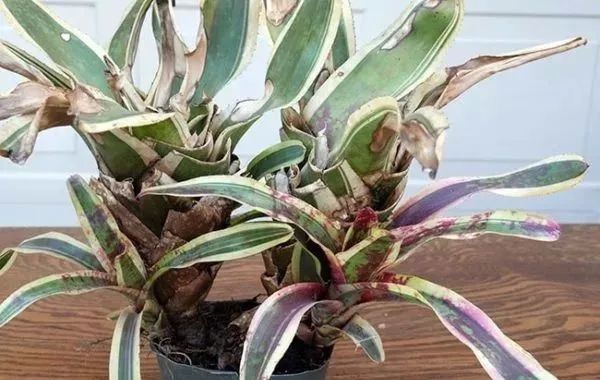 观赏凤梨催花方法,观赏凤梨可以采用播种的繁殖方法