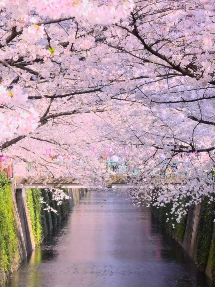 日本樱花现在还在开吗,日本樱花快要开放了吗