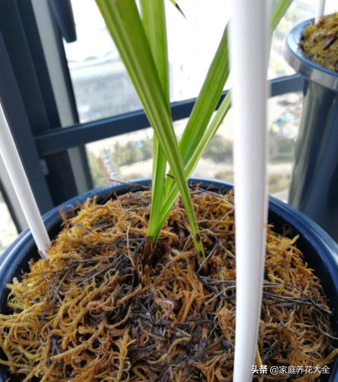 怎样使已烂根的兰花长新根,兰花烂根的养殖方法