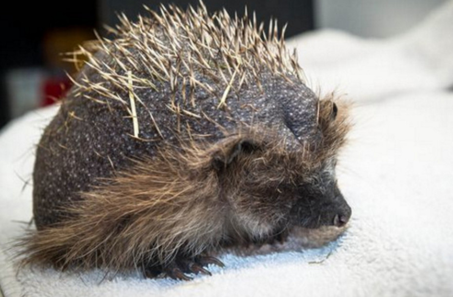 捡到一只野生刺猬,捡到了一只小刺猬后果会怎么样呢
