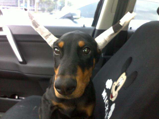 宠物的残忍手术,宠物医院对宠物残忍的手术