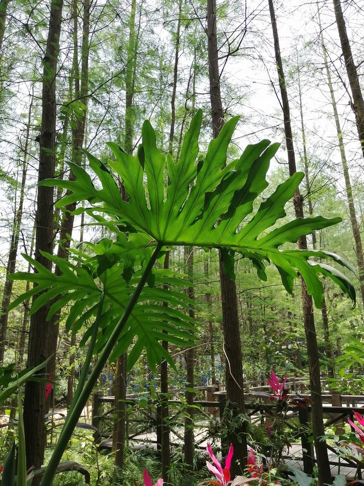 南宁有个“天然氧吧”，藏在狮山公园里，拥有一片绝美的水杉林