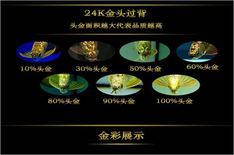 龙鱼幼鱼期怎么分辨金龙还是红龙,20公分龙鱼怎么区分金龙红龙