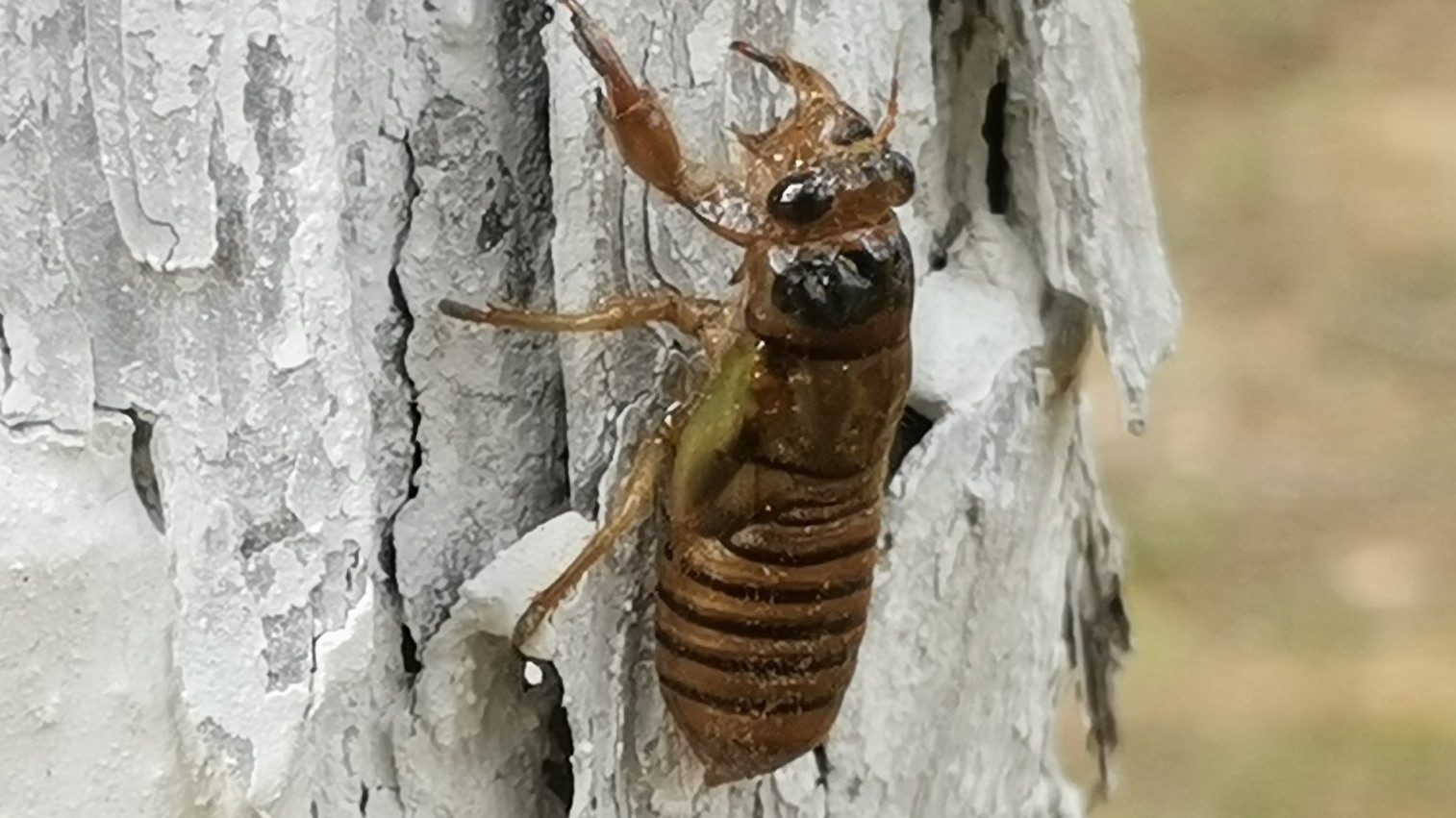 金蝉脱壳记原文,金蝉脱壳记