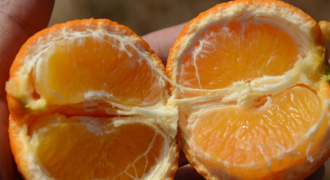 防寒措施有哪些,防寒布果树防冻措施