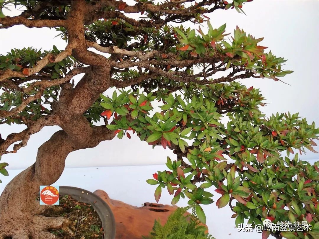 杂木盆景也毫不逊色,杂木盆景值钱吗