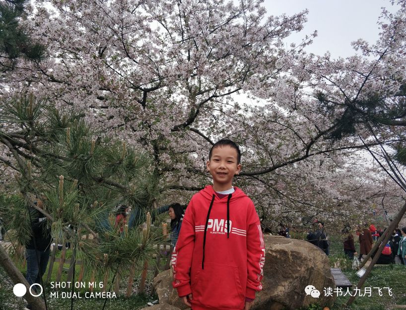 小飞象和猫头鹰影评,电影小飞象观后感影评