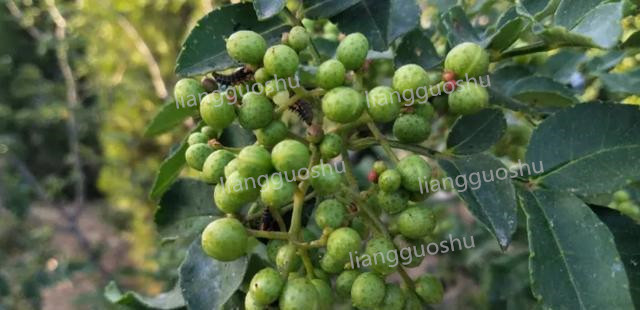 花椒树上长蚜虫怎么办,氯氟吡虫啉可以防治花椒树蚜虫吗