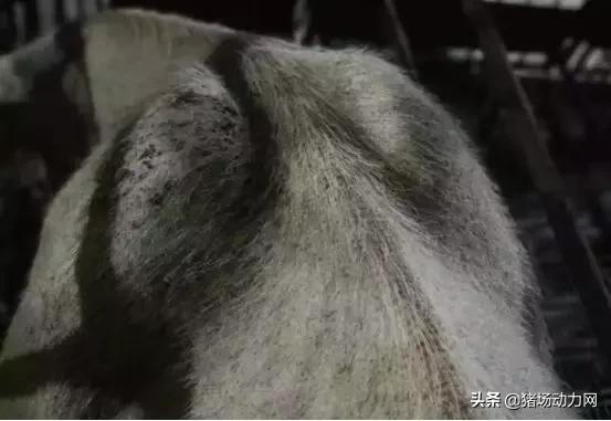 仔猪腹泻母猪如何用药,母猪流行性腹泻生的小猪怎么办