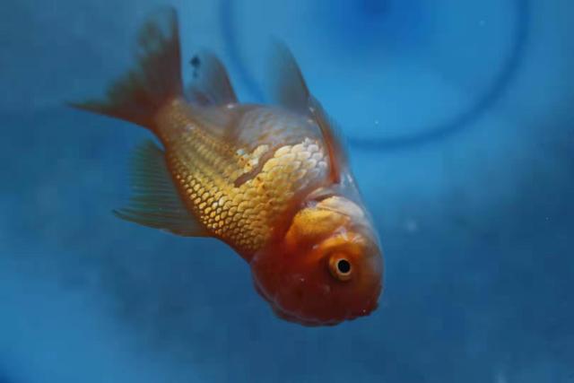 观赏鱼掉鳞什么原因,观赏鱼掉鳞正常吗