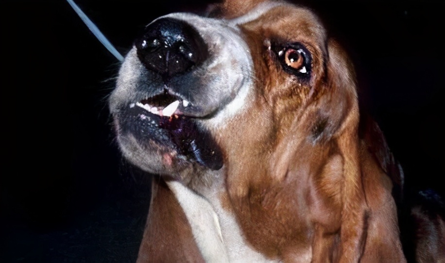 狗切除声带多久能恢复,狗声带切除教学