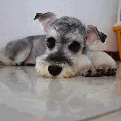 纯种狗怎么来的,怎样培育纯种狗