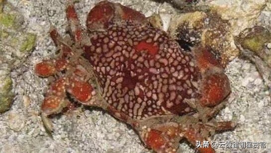 世界上的十种剧毒,世界上富有剧毒的十种生物