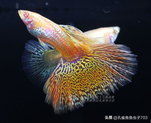 孔雀鱼100条,孔雀鱼20缸10条鱼