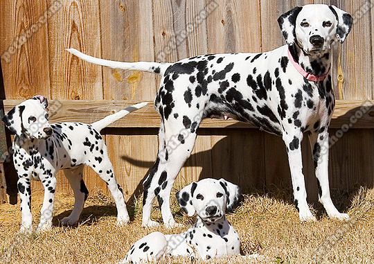 每日一犬,大麦町犬和小麦町犬的区别