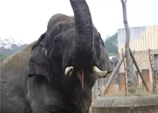 大象踩死狗事件,长沙动物园大象踩死驯兽员后续