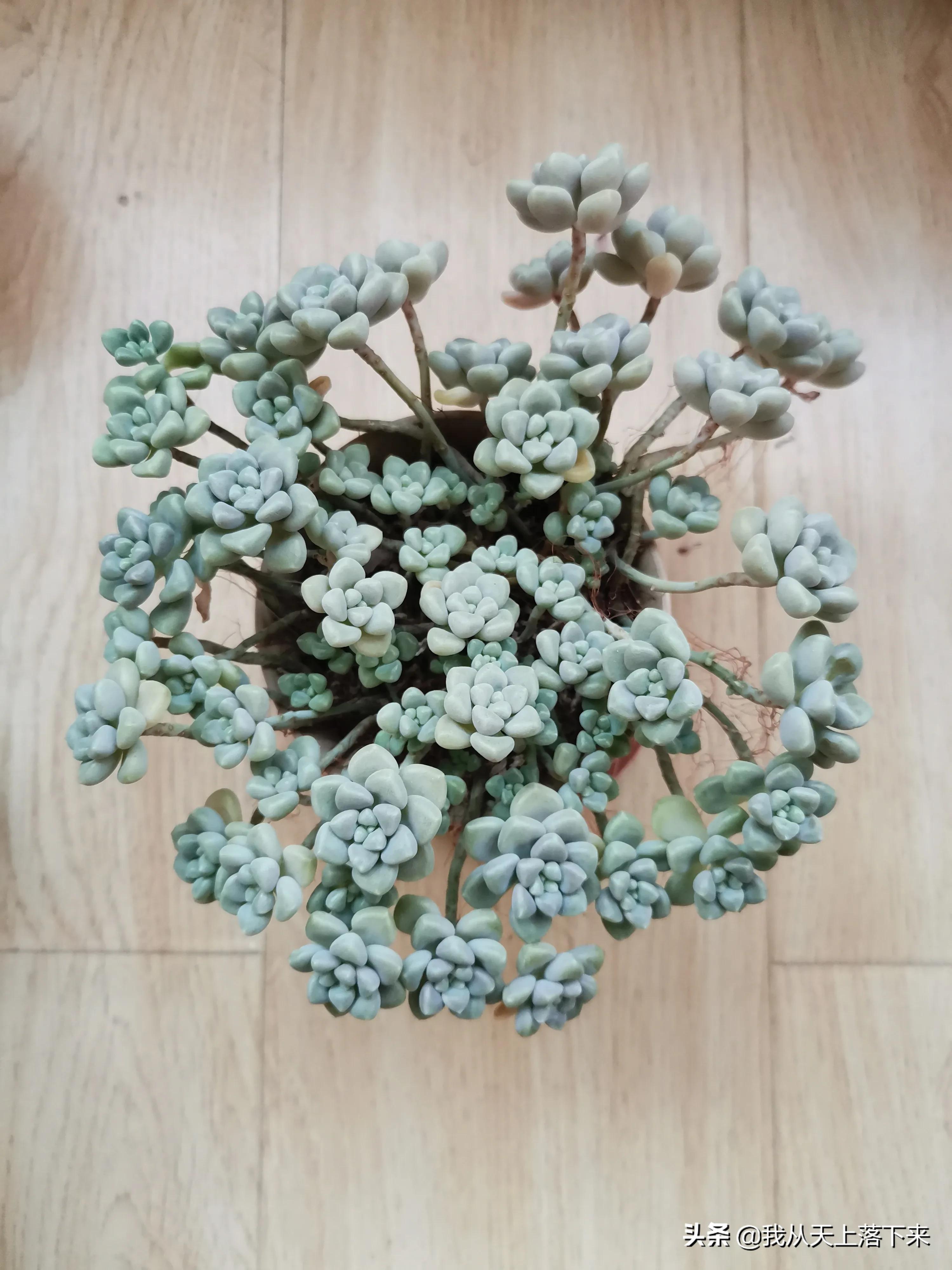 89种常见多肉植物品种图，实物拍摄，还不认识的小伙伴赶紧收藏好