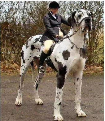 全球十大巨型犬可爱排名,十大恶犬宠物狗排名