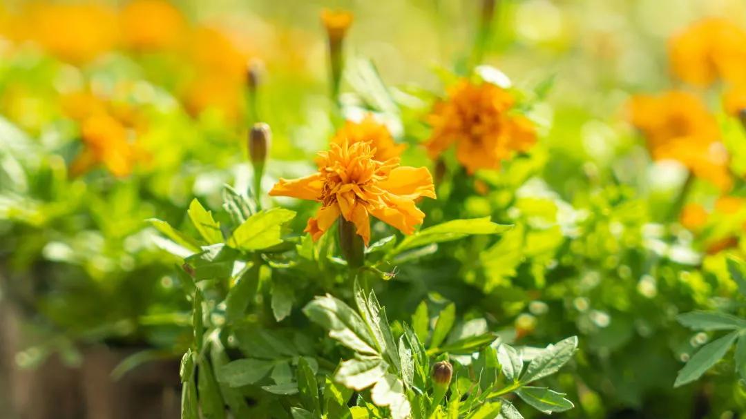 五一不远行的公园,五一不远行南昌游